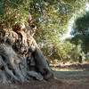 ствол оливкового дерева