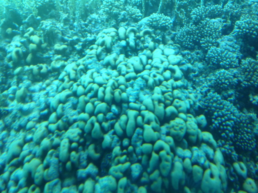 Коралл картошка