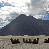 И вот, наконец, самая высокогорная пустыня в мире... С самыми высокогорными верблюдами )))))  Здесь около 3500 м над уровнем моря...