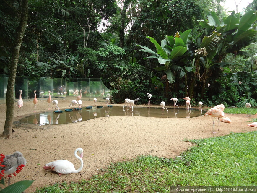 В парке птиц Игуасу