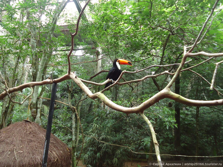 В парке птиц в Игуасу
