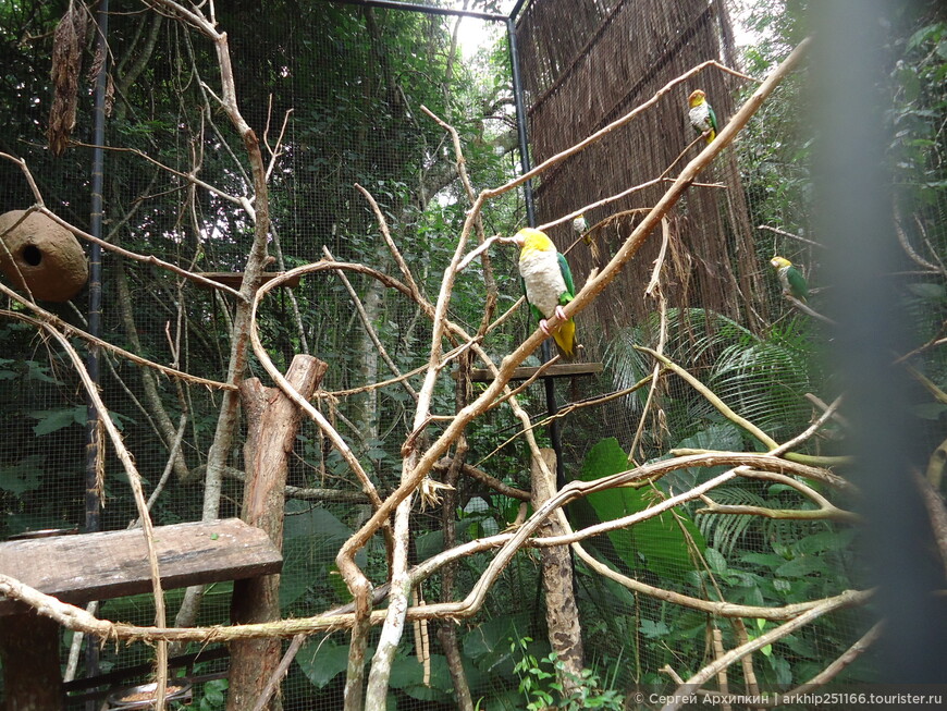 В парке птиц в Игуасу