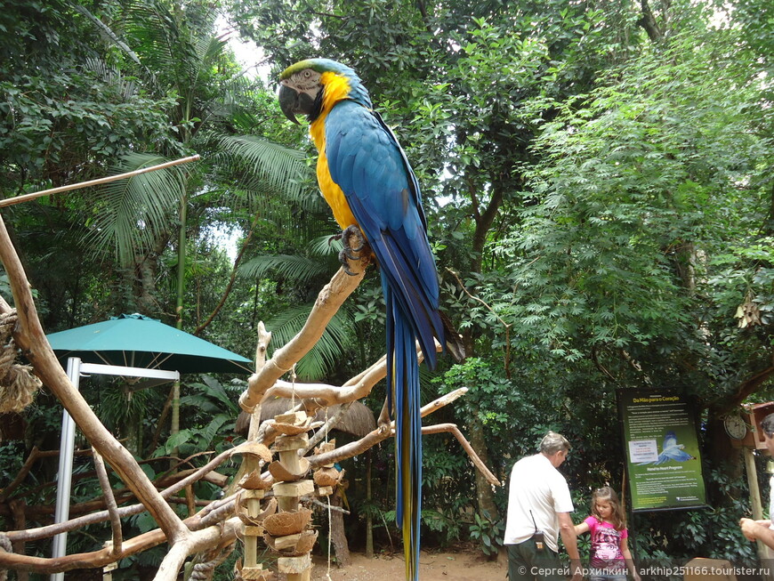 В парке птиц Игуасу