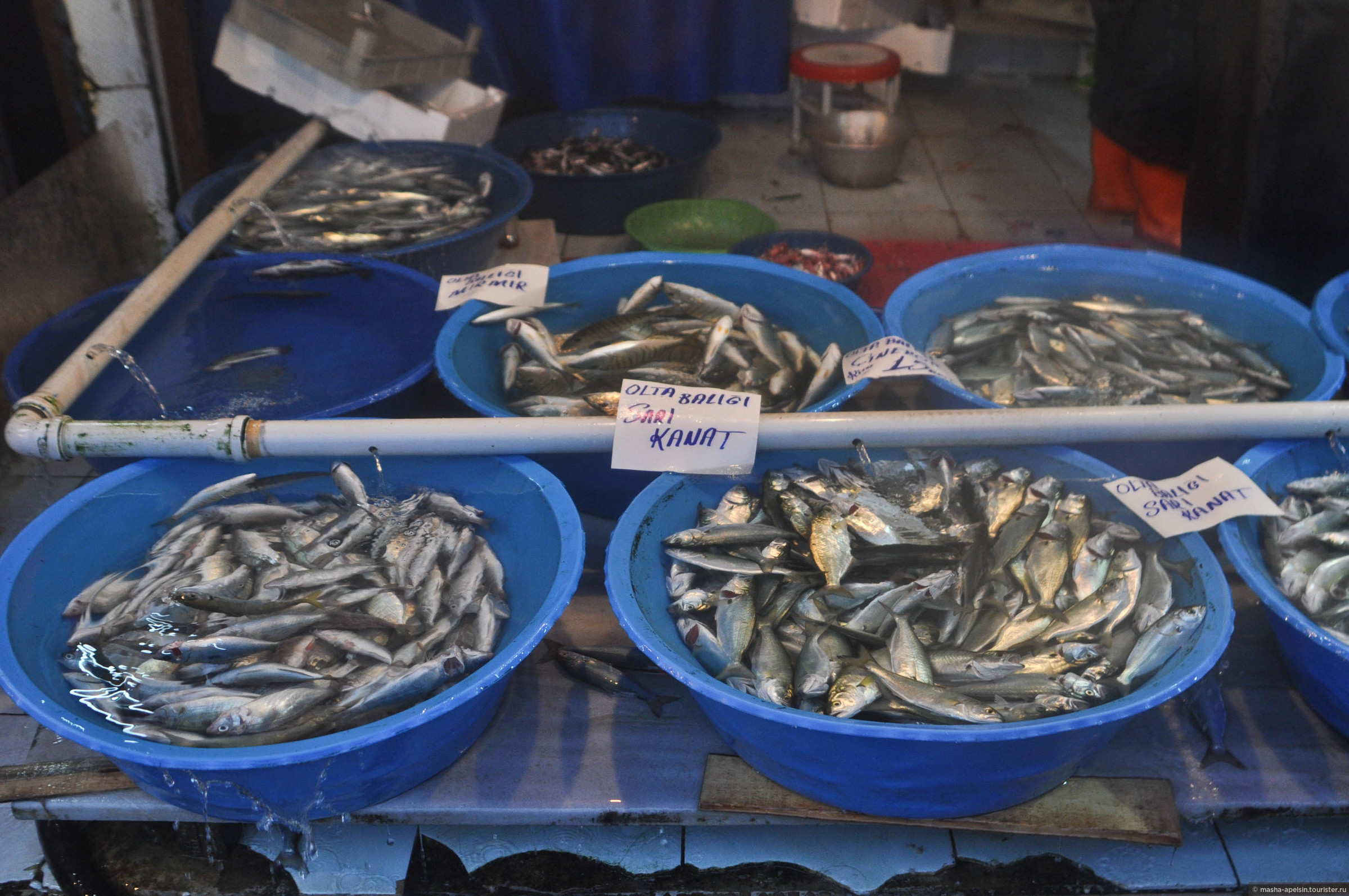 Рыба иваново купить. Стамбул рыбный рынок Галатский мост. Мариуполь рыбный рынок. Рыбалка в Стамбуле. Магазин мост рыба.