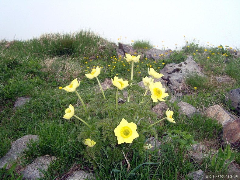 Альпийские цветы Монтафона