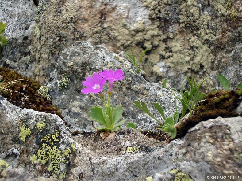 Карлик-первоцвет (Primula минимумы) принадлежит к роду первоцветов (Primula).  Фермеры в высокогорье назвали их , я люблю тебя / Habmichlieb.
Многолетнее травянистое растение высотой до 4 см, самое  маленькое из всех примул.
 