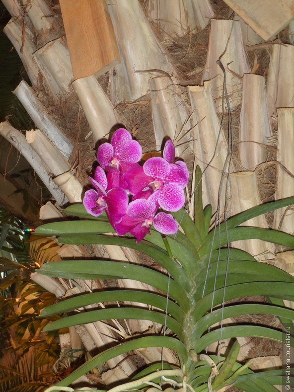 Нежная и хрупкая орхидея на стволе мощной пальмы