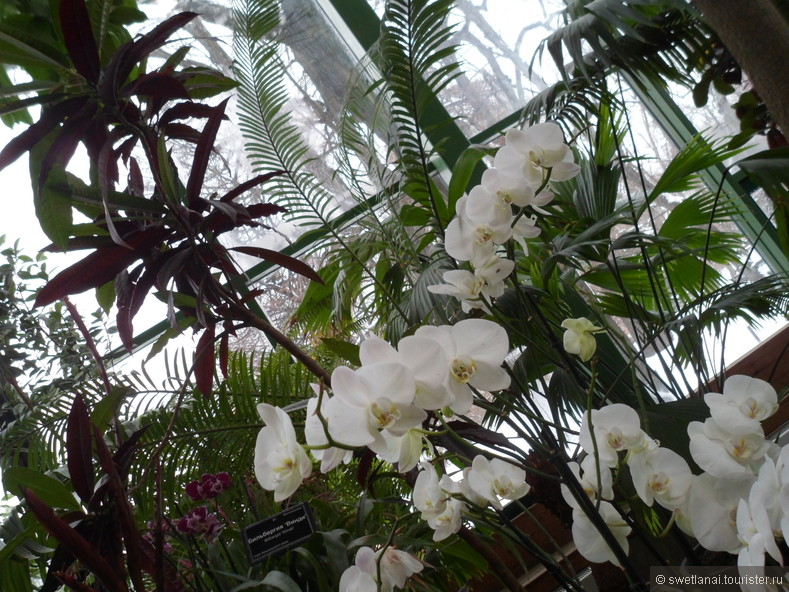 Облако белоснежных орхидей великолепно!