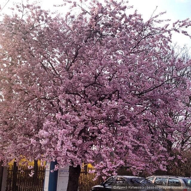 Цветение в Праге