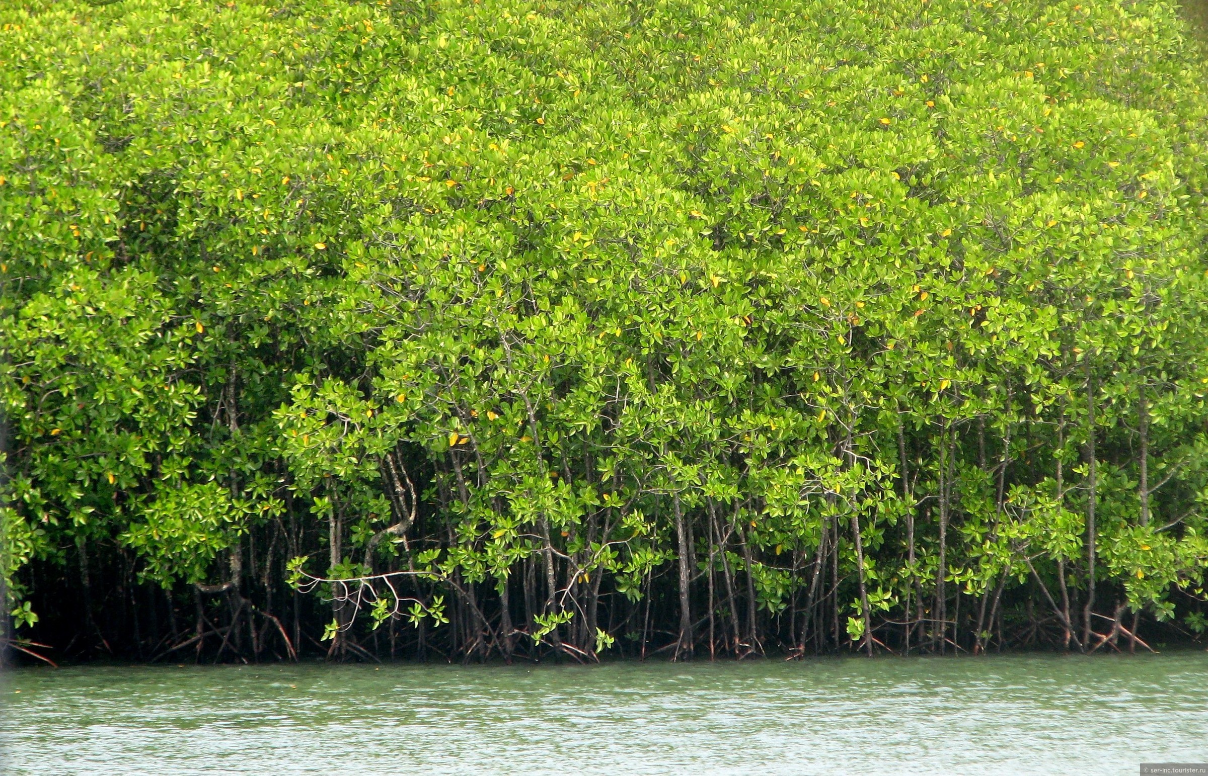 Пханг Нга мангровые леса