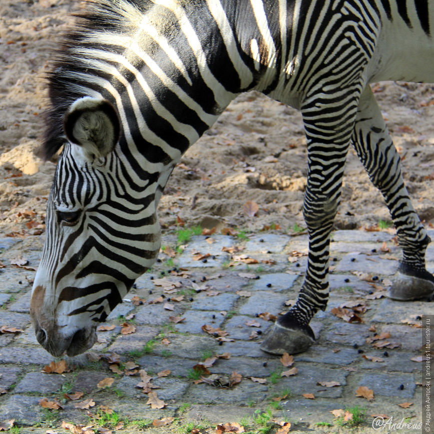 Берлинский зоопарк - обязательно к посещению, просмотру и впечатлению!