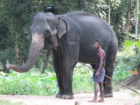 По улицам слона водили... (Шри-Ланка глазами очевидца)