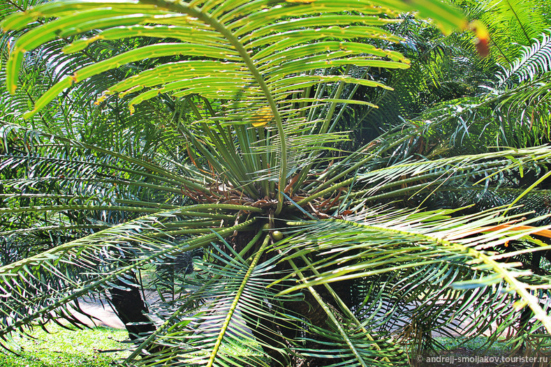 Королевкий ботанический сад в Канди (Шри Ланка)