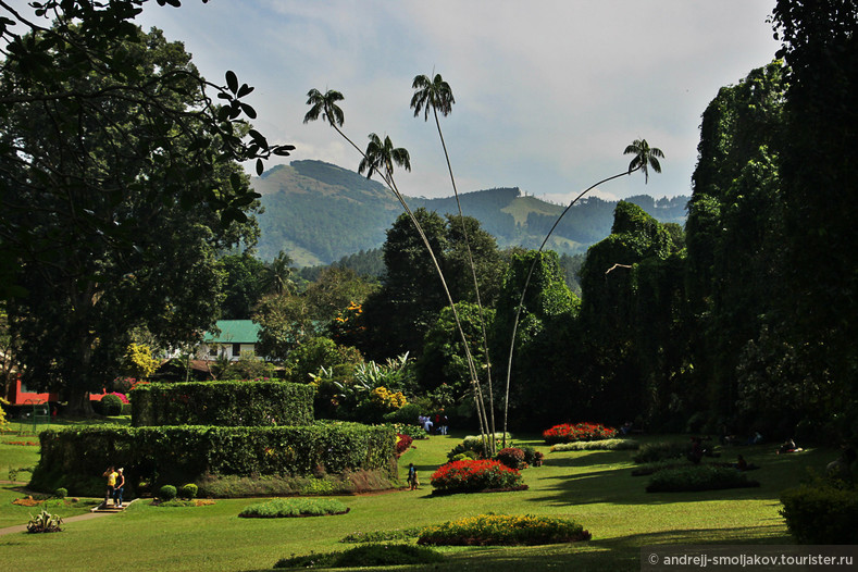 Королевкий ботанический сад в Канди (Шри Ланка)