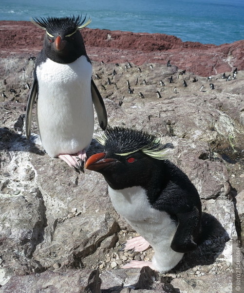 Парады шлюх, киты, пингвины и разные красоты Аргентины.