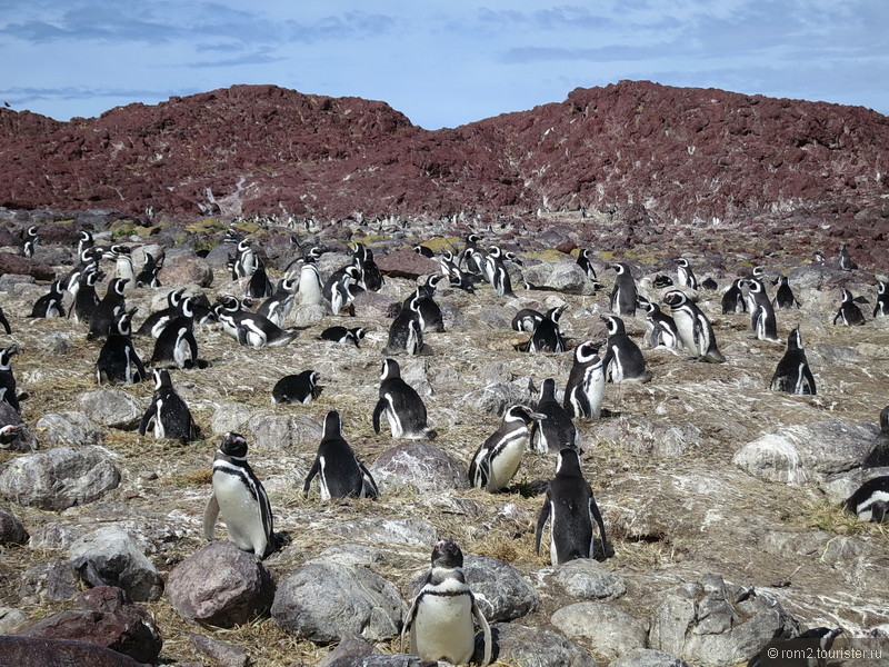 Парады шлюх, киты, пингвины и разные красоты Аргентины.
