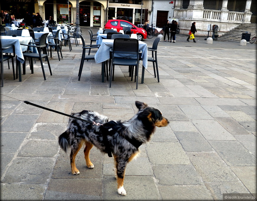 Ломбардия — Венето. Ахи, собаки, красный, карамель