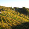 Холмы Венето - здесь растёт виноград для пр-ва просекко.