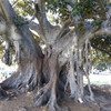 Дерево в Беверли Хиллс