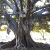 Дерево в Беверли Хиллс