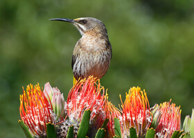 Птицы Южной Африки и Намибии. 3