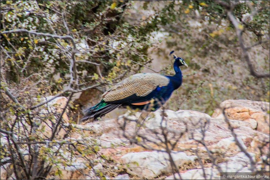 Нахаргар (Nahargarh) форт — такой близкий и такой далекий