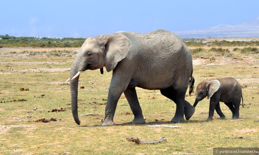 Амбосели – слоны под Килиманджаро