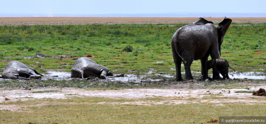 Амбосели – слоны под Килиманджаро