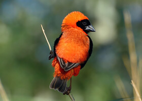 Птицы Южной Африки и Намибии. 4+бонус