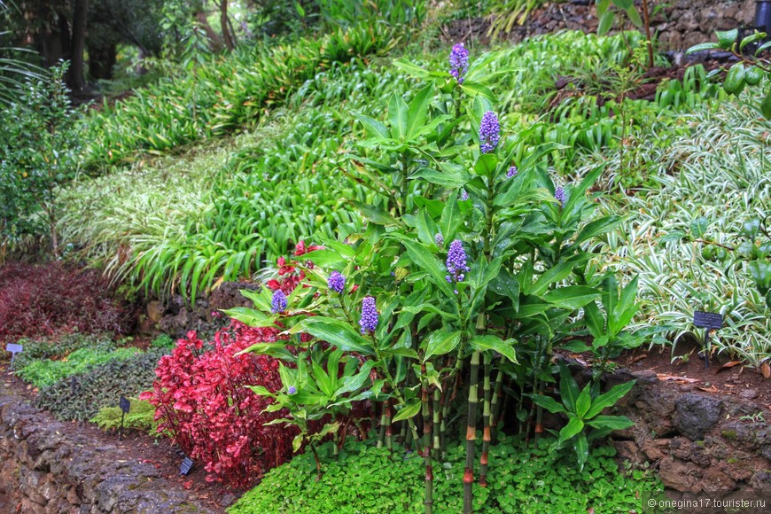 Жардин-Ботаник - место, где собран растительный мир
