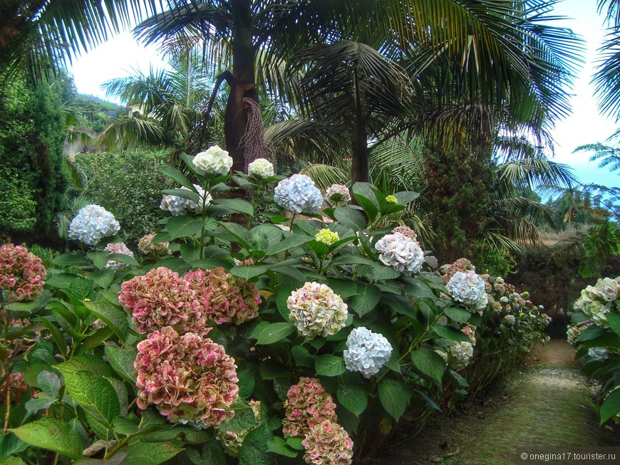 Красивейший сад тропических растений.