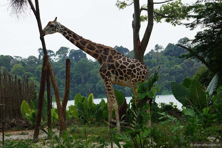 Нереальный Сингапур. Зоопарк