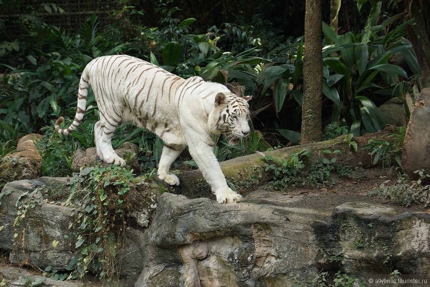 Нереальный Сингапур. Зоопарк