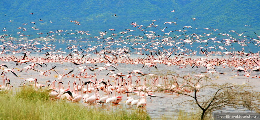 Царство фламинго на озере Богория в Кении