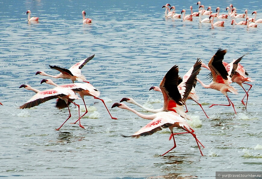 Царство фламинго на озере Богория в Кении