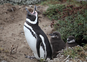 Магеллановы пингвины. Патагония, Чили