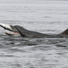 Охота дельфинов на атлантического лосося (семгу) - частная картина на песчаной косе