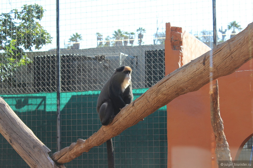 Monkey-обезьянки