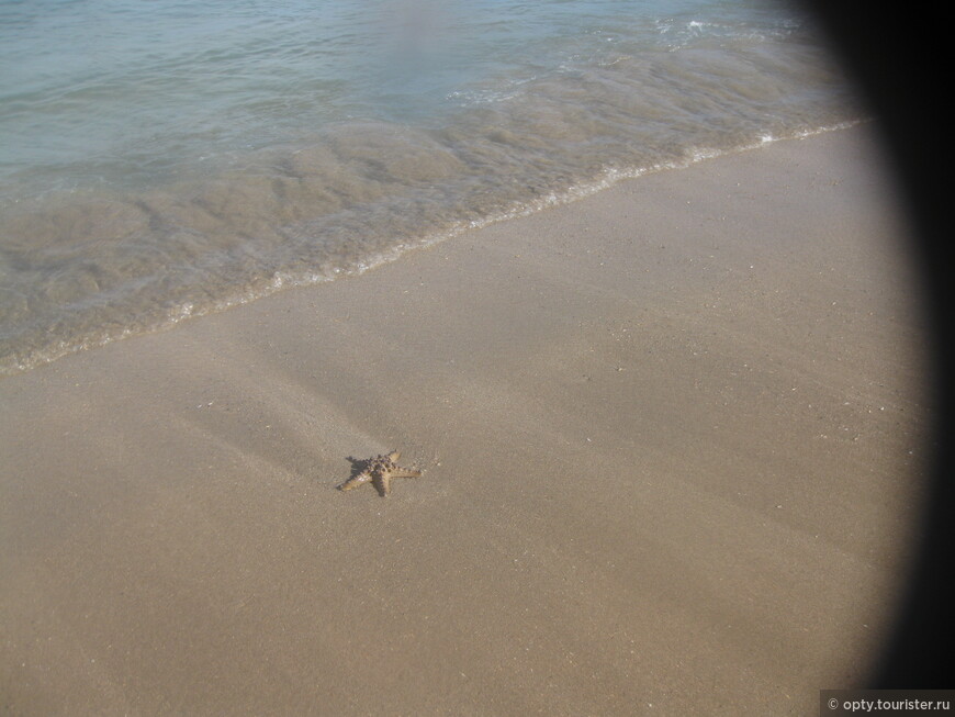 Морская звезда на пляже отеля