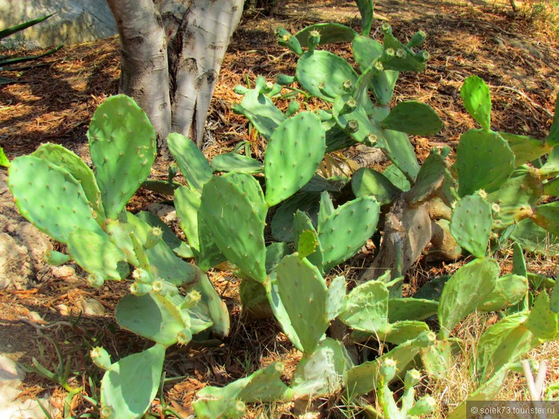 Кактус (опунция) растет везде, как сорняк. Его часто используют в качестве забора вокруг частных плантаций оливок. 