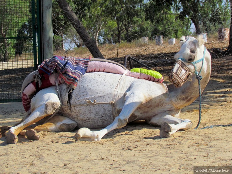 Символ Туниса -верблюд встречается довольно часто и разных цветов.