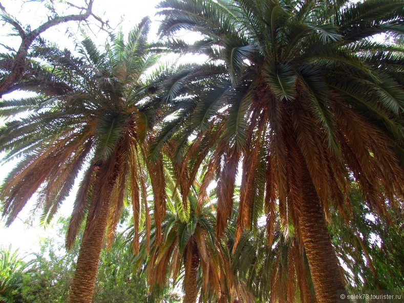 Пальмы повсюду... пальмы везде... Эти пальмы старожилы в ботаническом тунисском саду.