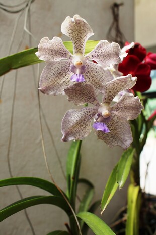 Главный аттракцион сада — декоративные орхидеи. Их тут около 100 видов)