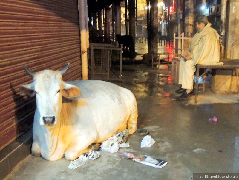 Если корова заняла удобное спальное место - ее никогда не прогонят. Она для индусов - священна.