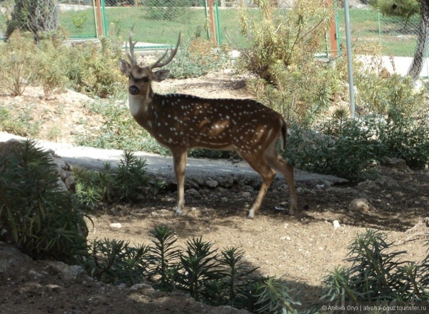 Анталийский зоопарк: Ближе к природе