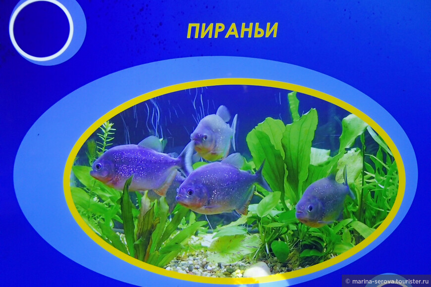 Сочинский океанариум_Подводная братия 