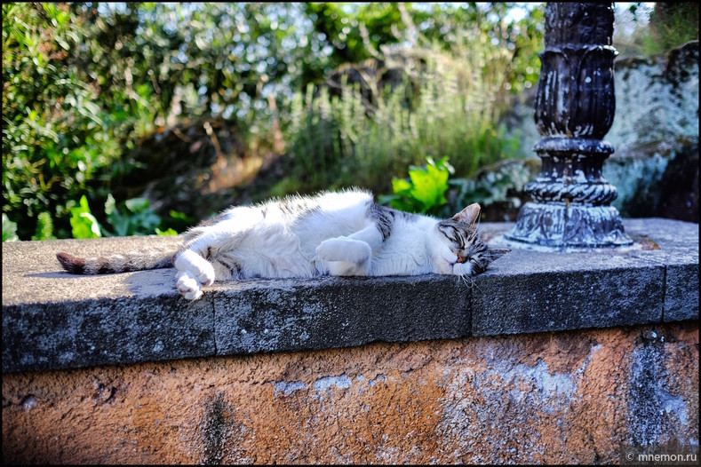 Коты и кошки из путешествий. Cats from my travels