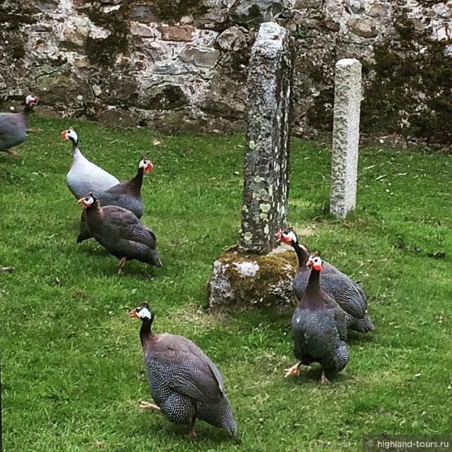 Семейство цесарок на старом церковном кладбище - явление крайне необычное даже здесь, в Шотландском Высокогорье!