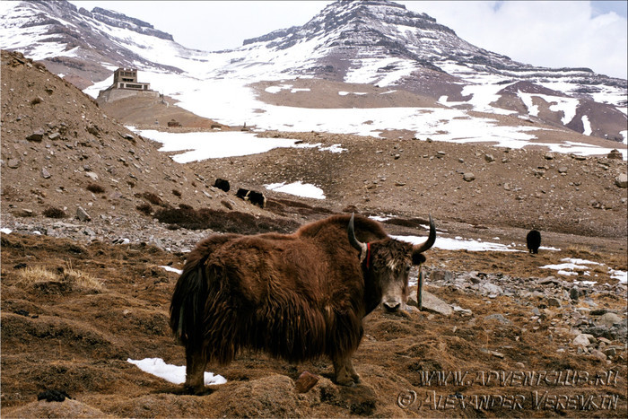 Путешествие в Тибет VI. Священная гора Кайлаш. ч. II