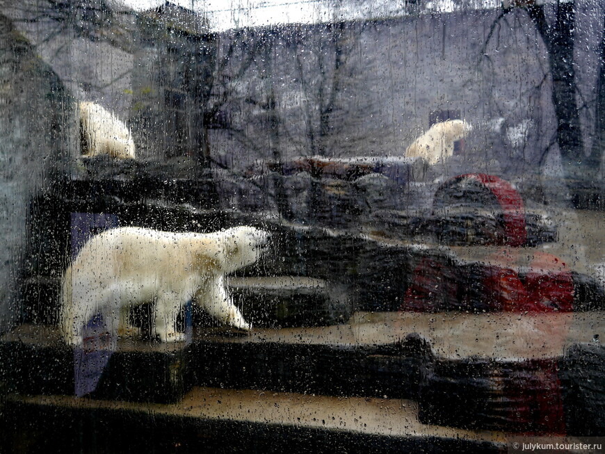 Медведи под дождем. 